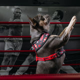 Frenchie Duo Reversible Harness - Knockout from Frenchie Bulldog