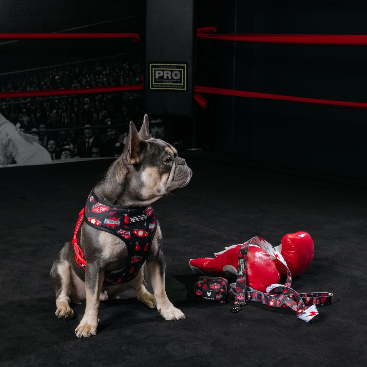 Frenchie Comfort Leash - Knockout from Frenchie Bulldog