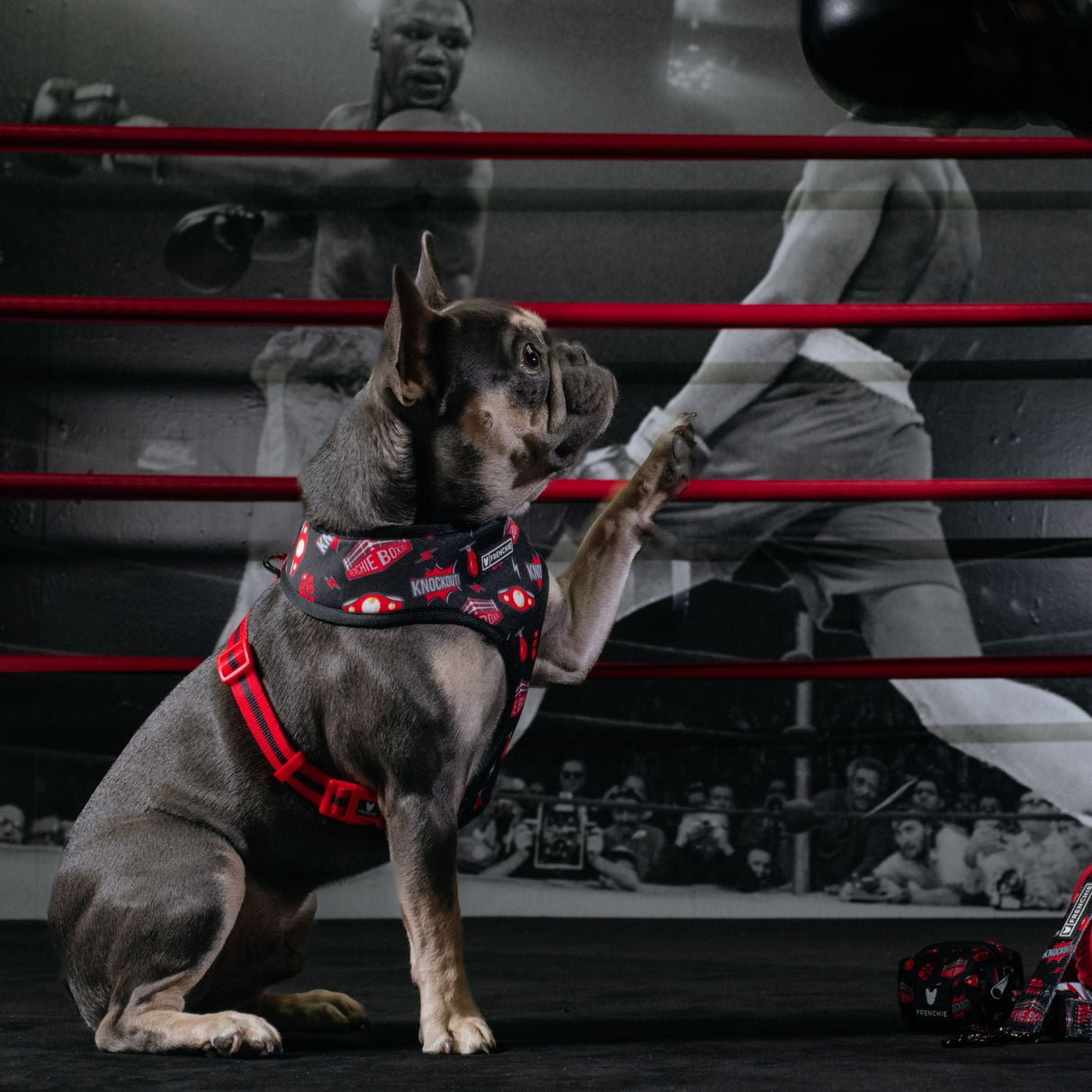 Frenchie Duo Reversible Harness - Knockout from Frenchie Bulldog