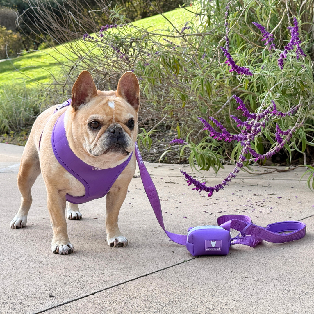 Frenchie Duo Reversible Harness - LA Purple from Frenchie Bulldog