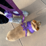 Frenchie Duo Reversible Harness - LA Purple from Frenchie Bulldog
