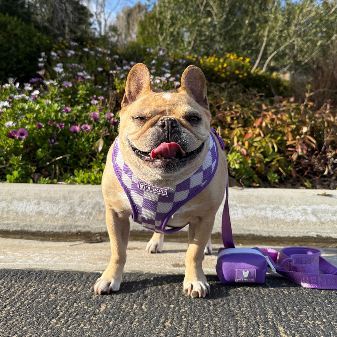 Frenchie Duo Reversible Harness - LA Purple from Frenchie Bulldog