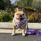 Frenchie Duo Reversible Harness - LA Purple from Frenchie Bulldog