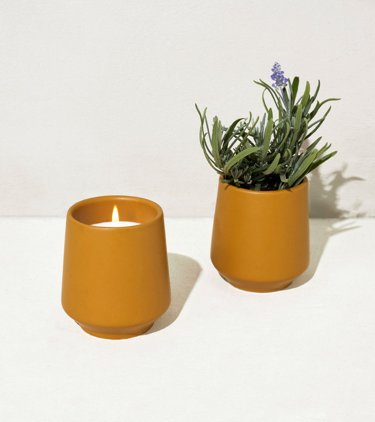 Rooted Candles from Modern Sprout