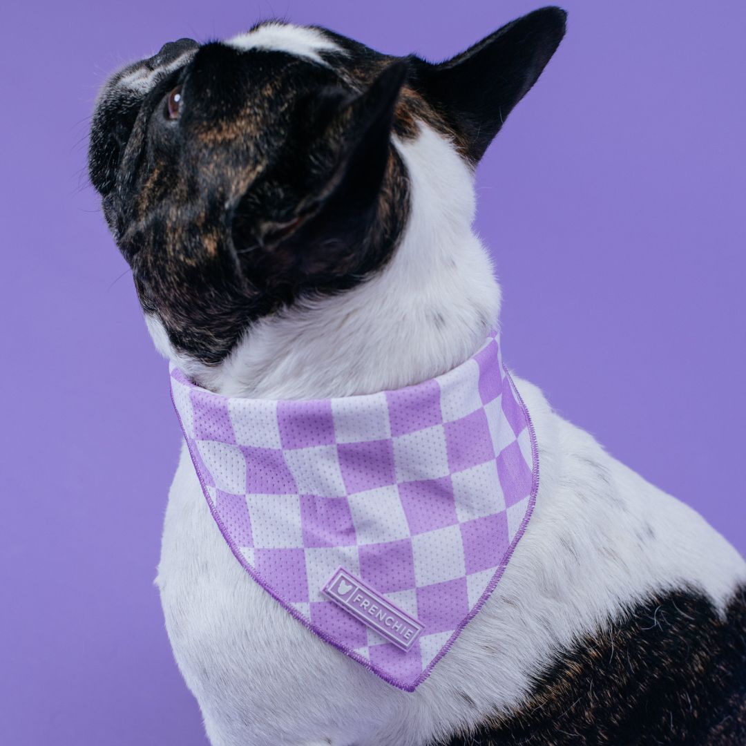 Frenchie Cooling Bandana - Lavender from Frenchie Bulldog