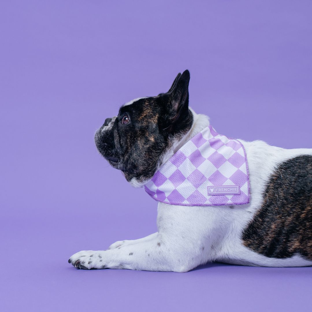 Frenchie Cooling Bandana - Lavender from Frenchie Bulldog