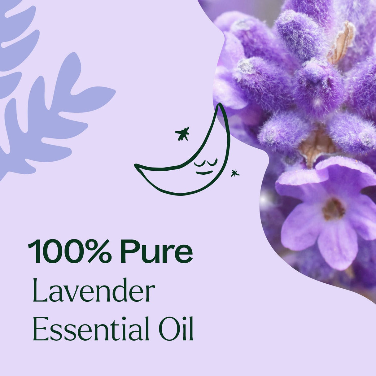 Lavender Fine Essential Oil from Plant Therapy