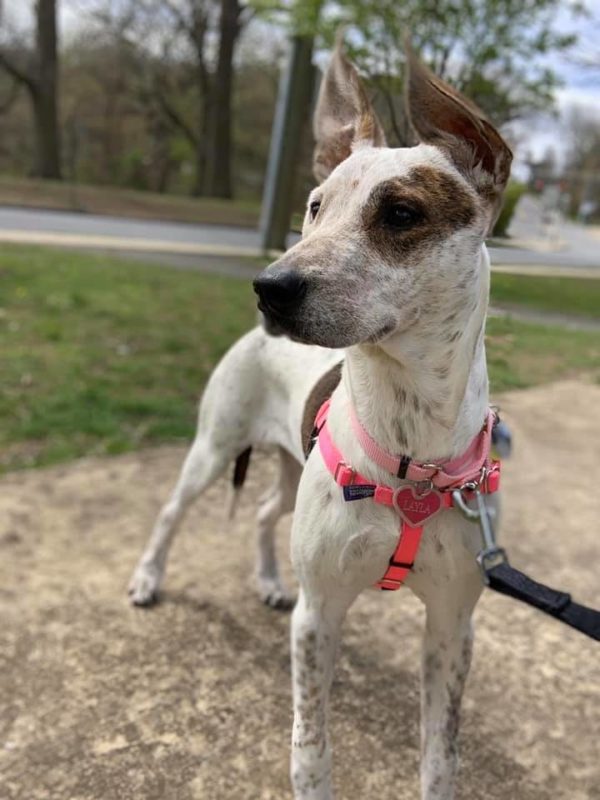 Hot Pink Freedom No-Pull Dog Harness from 2 Hounds Design