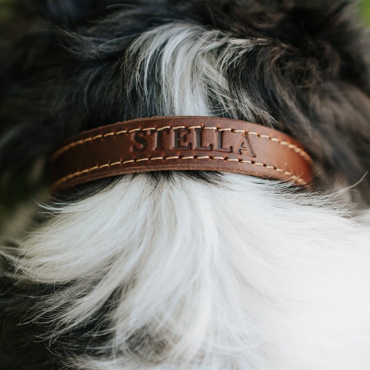 Leather Dog Collar - Designer All for American from Lifetime Leather Co.