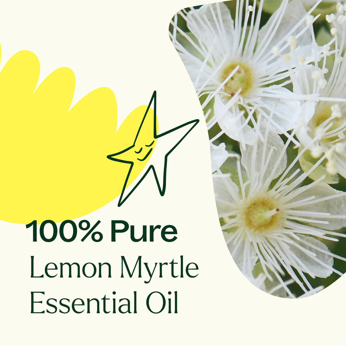 Lemon Myrtle Essential Oil from Plant Therapy