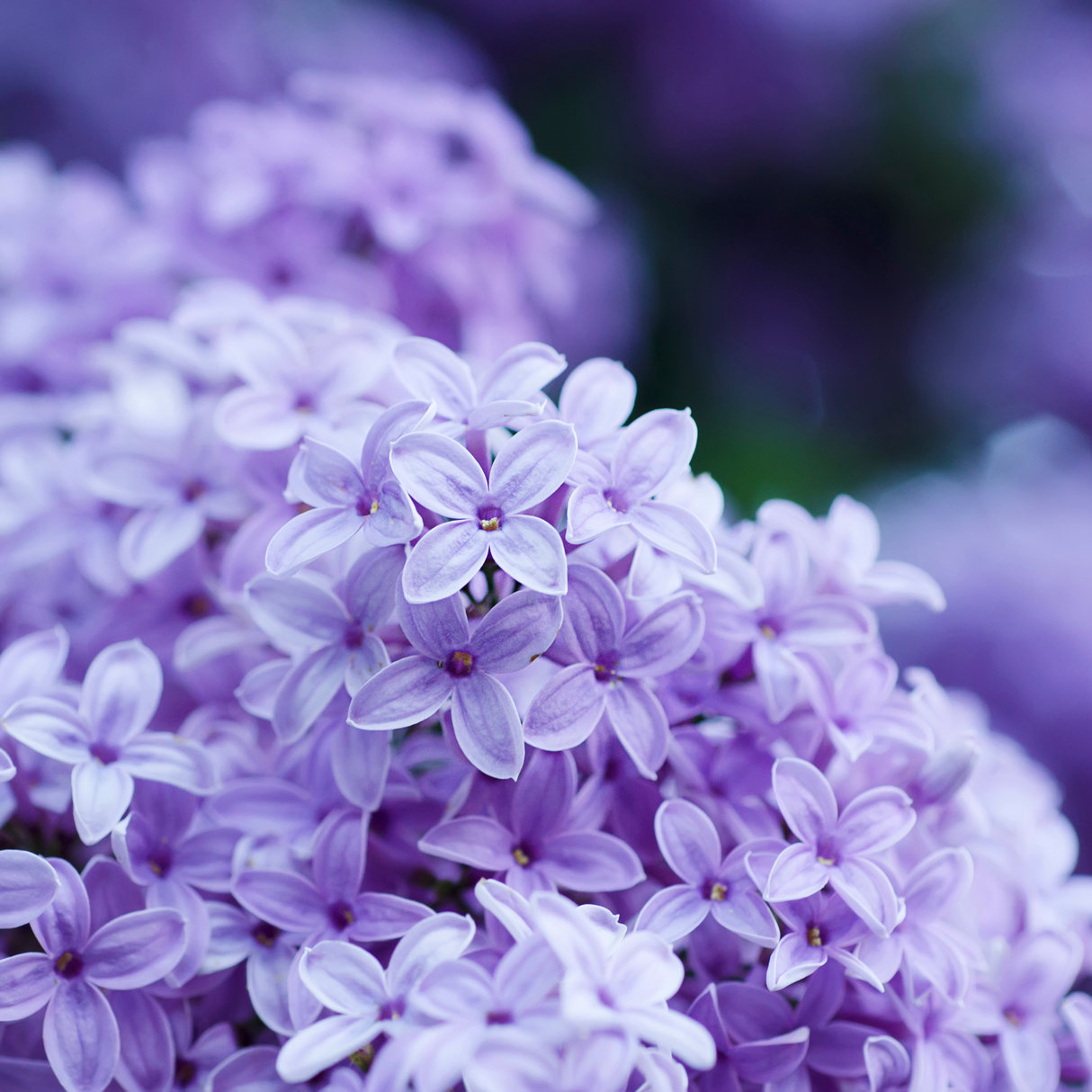 Lilac from Wicked Good Perfume