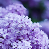 Lilac from Wicked Good Perfume