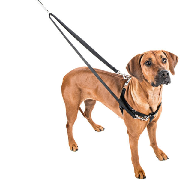 Raspberry Freedom No-Pull Dog Harness from 2 Hounds Design