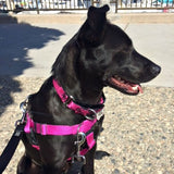 Raspberry Freedom No-Pull Dog Harness from 2 Hounds Design