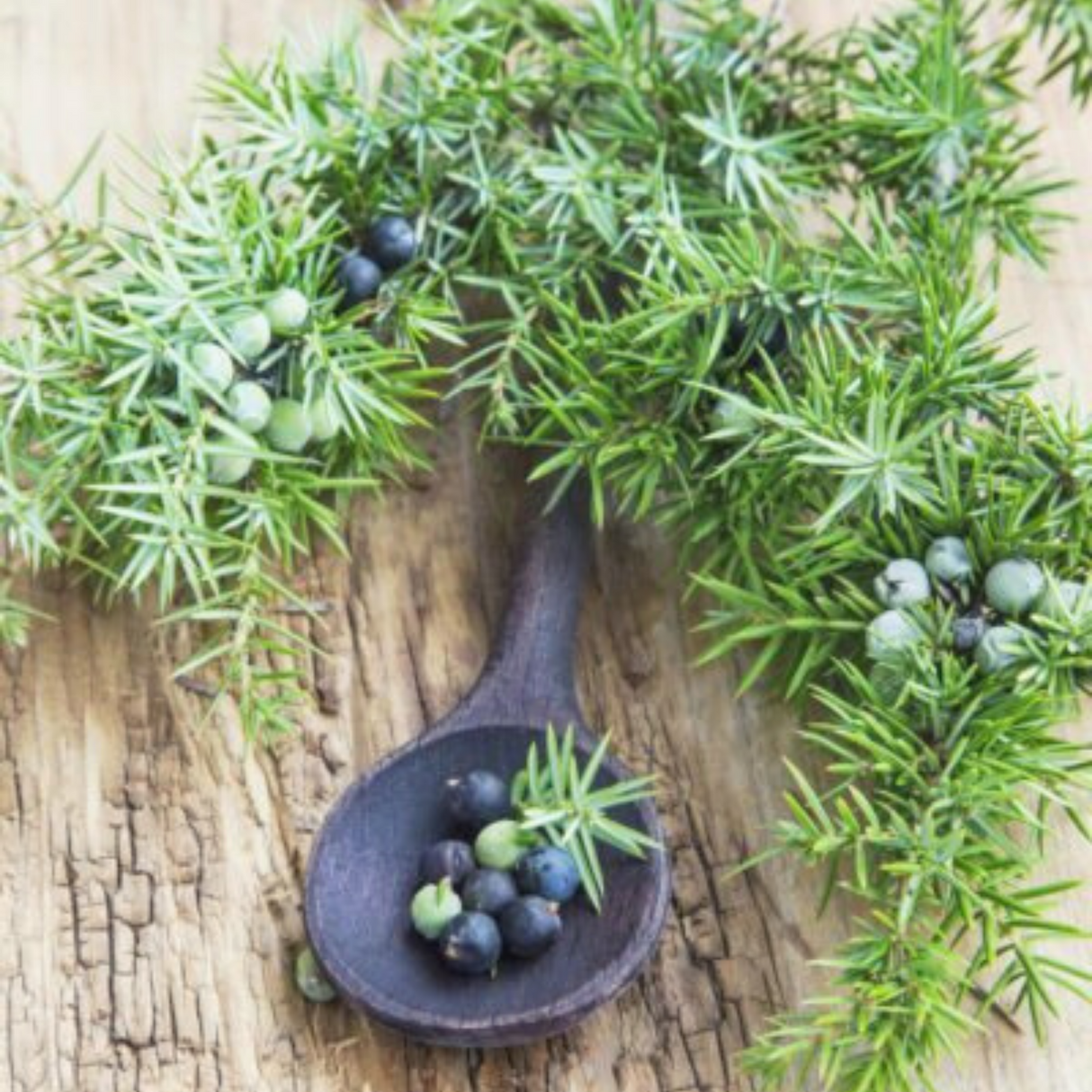 Jumping Juniper from Wicked Good Perfume