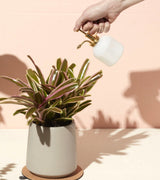 Misters from Modern Sprout