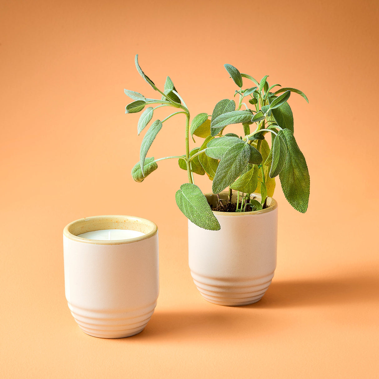 Garden Vibes Candle/Planter 2-in-1 from Modern Sprout
