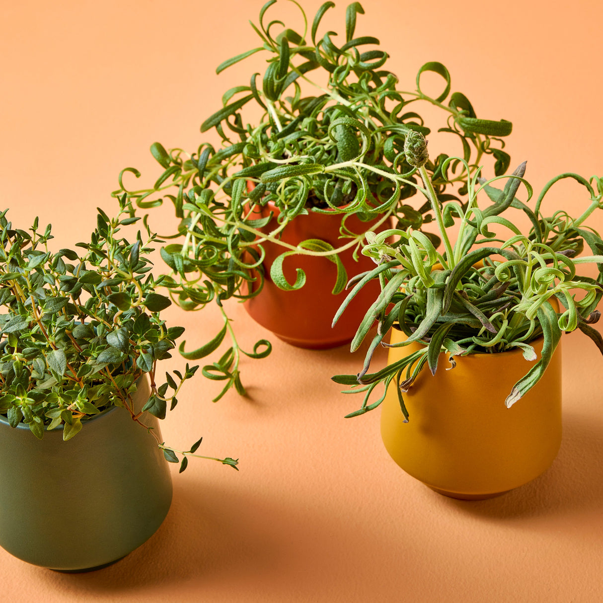 Rooted Candles from Modern Sprout