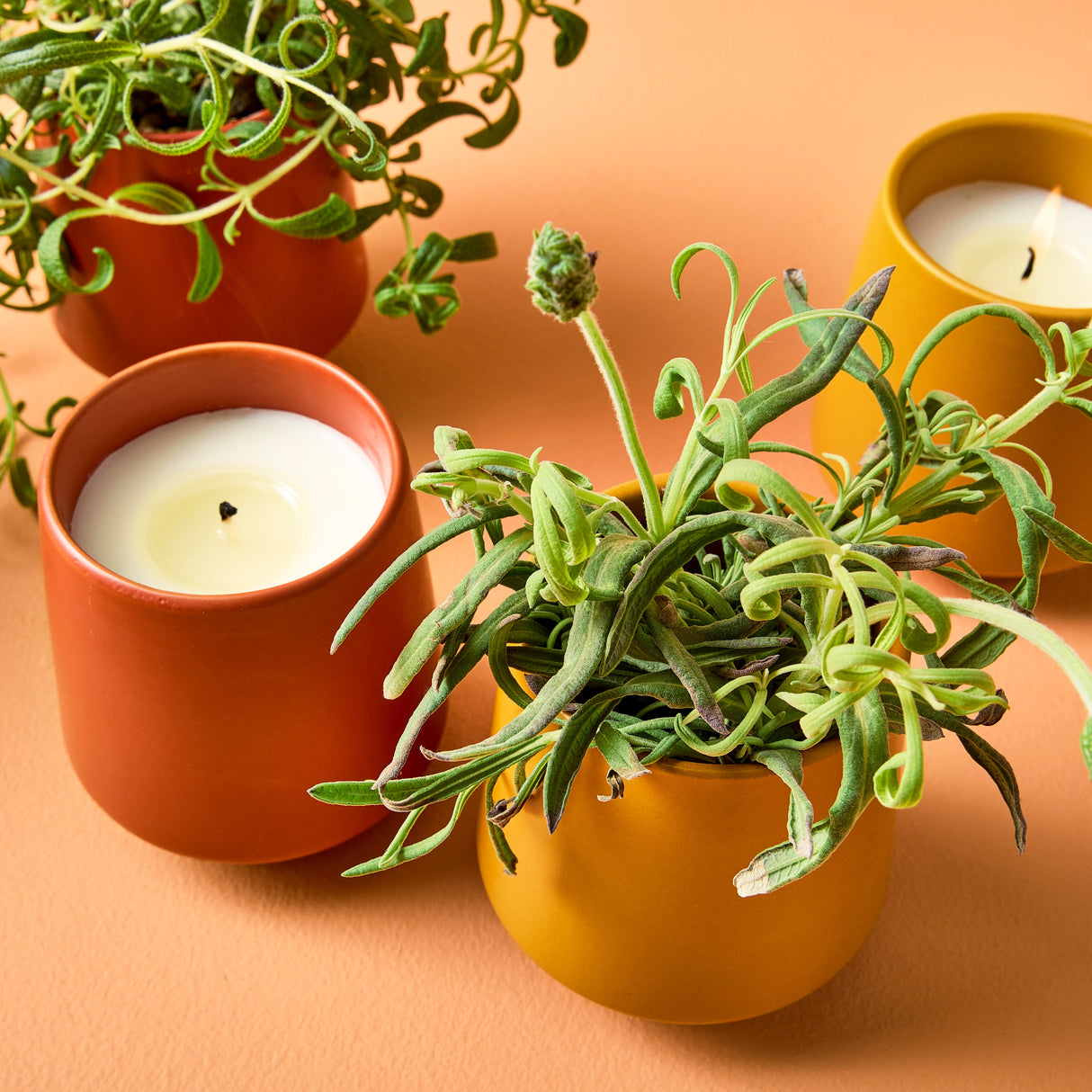 Rooted Candles from Modern Sprout