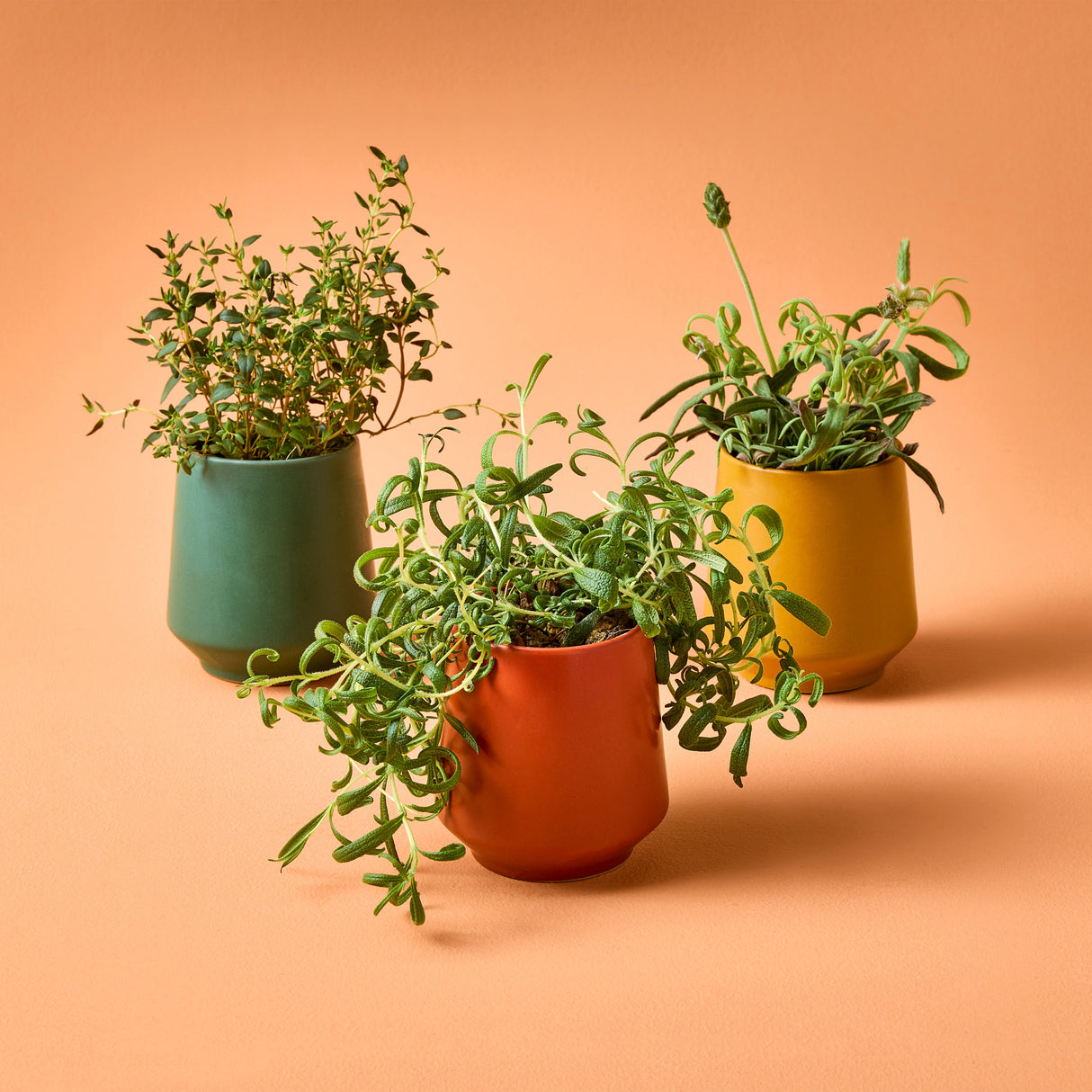 Rooted Candles from Modern Sprout
