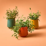 Rooted Candles from Modern Sprout