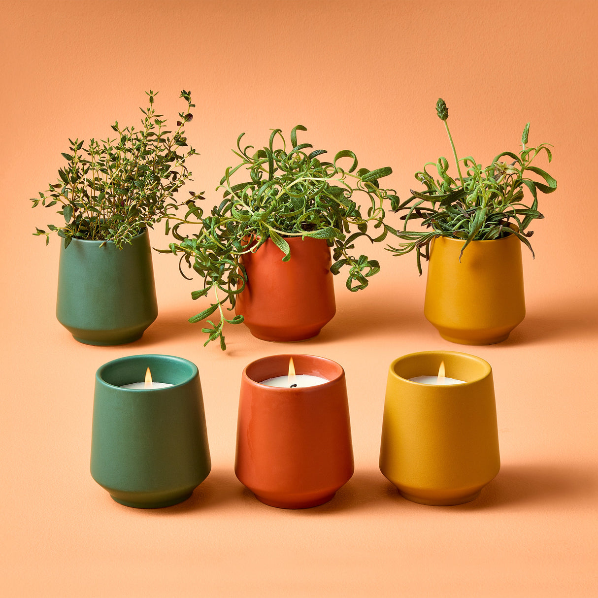 Rooted Candles from Modern Sprout