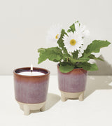 Glow & Grow Kits from Modern Sprout