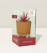 Glow & Grow Kits from Modern Sprout