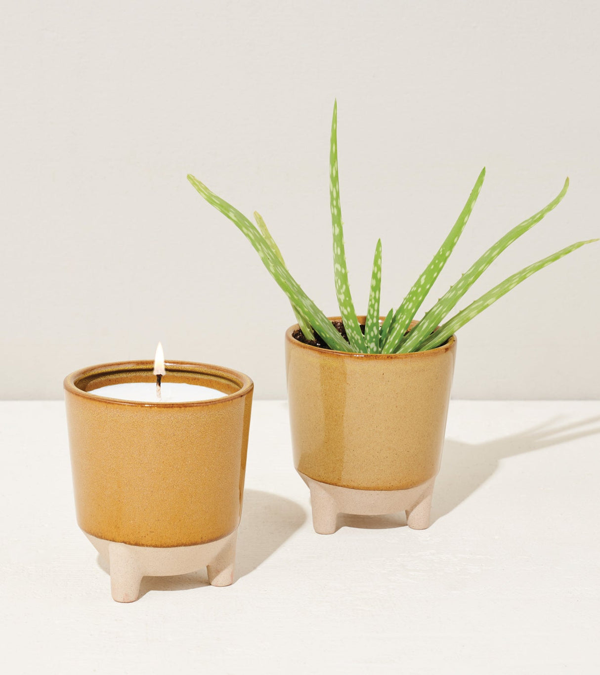 Glow & Grow Kits from Modern Sprout