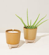 Glow & Grow Kits from Modern Sprout
