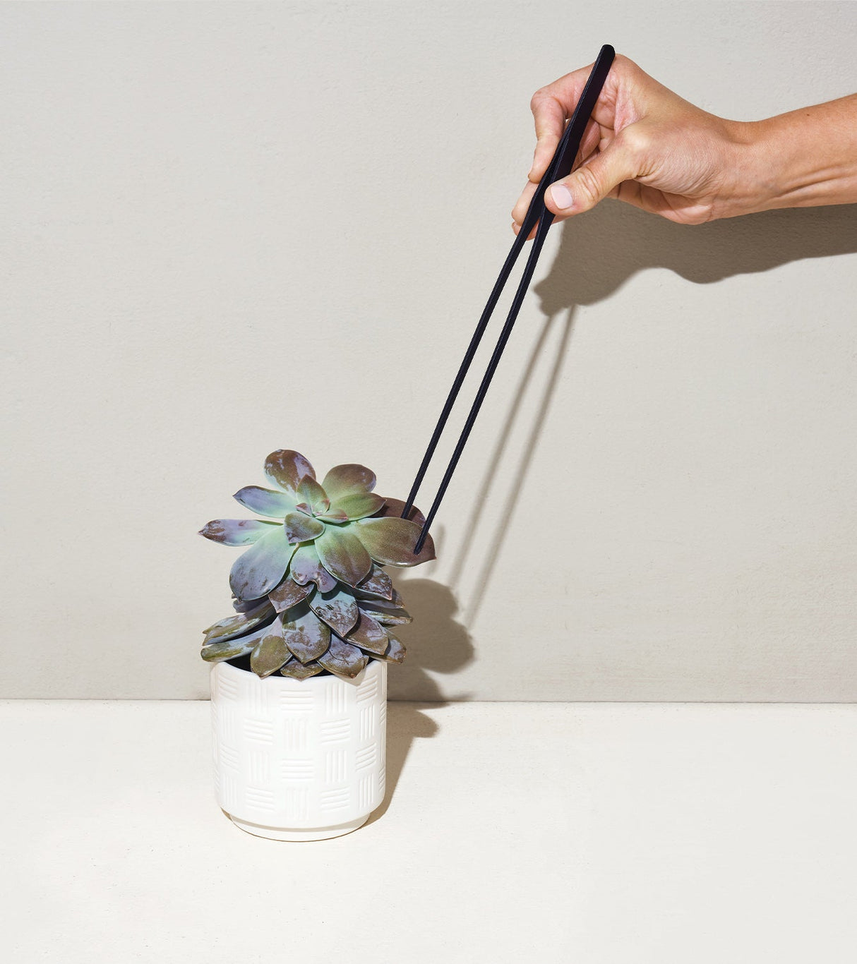 Plant Parent - Botanical Gift Box Set from Modern Sprout