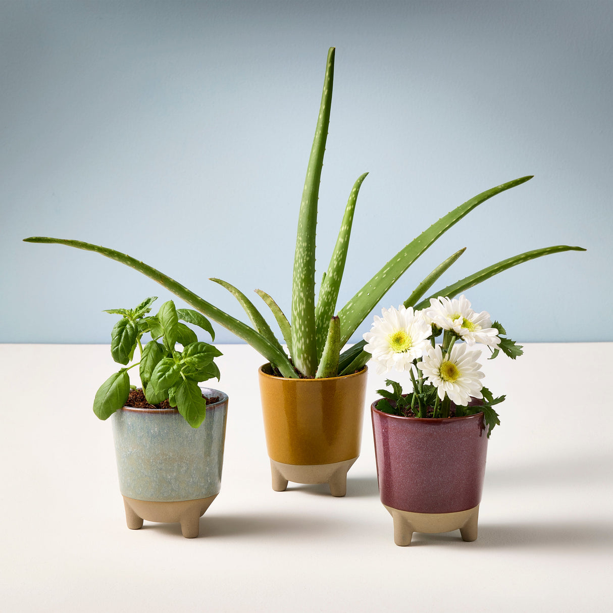 Glow & Grow Kits from Modern Sprout