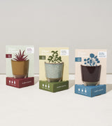 Glow & Grow Kits from Modern Sprout