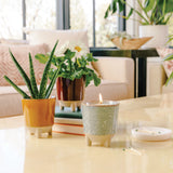 Glow & Grow Kits from Modern Sprout