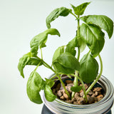 Grow Kit - Replant Kit from Modern Sprout