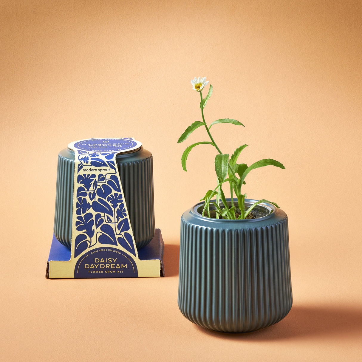 Flower Grow Kits from Modern Sprout