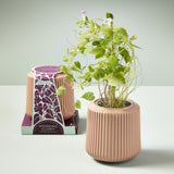 Flower Grow Kits from Modern Sprout
