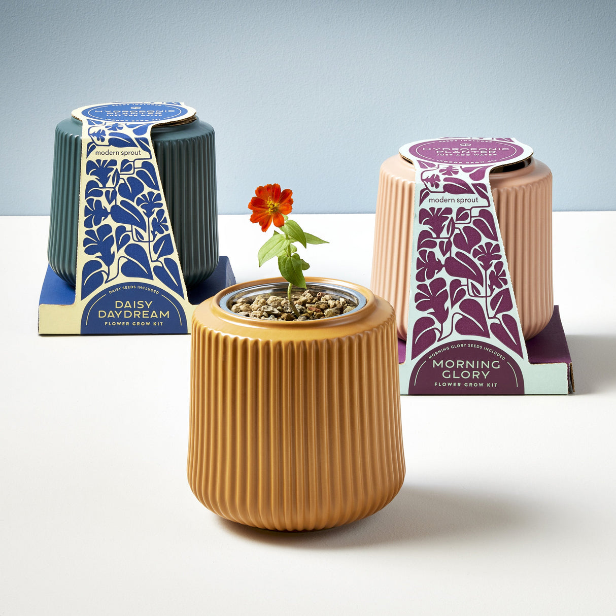 Flower Grow Kits from Modern Sprout