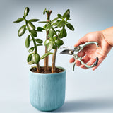 Gardening Shears & Pruners from Modern Sprout