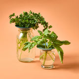 Produce Keepers, 2pk from Modern Sprout