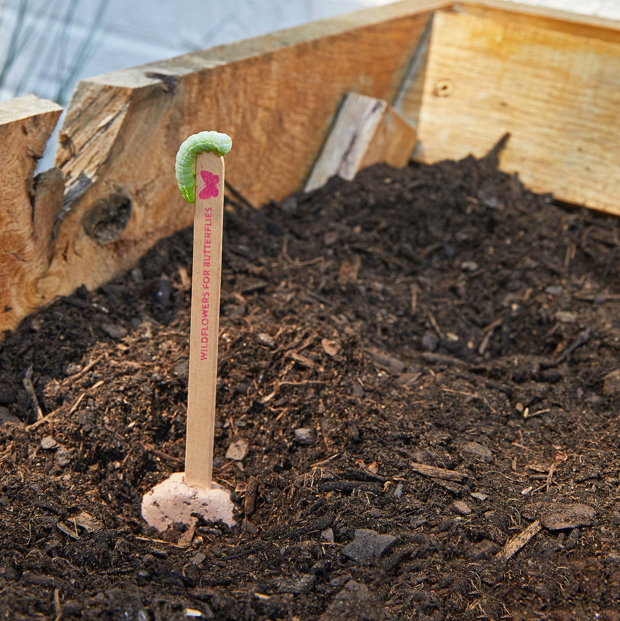 Seed Pops - Pollinator from Modern Sprout