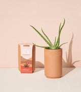 Terracotta Grow Kits from Modern Sprout