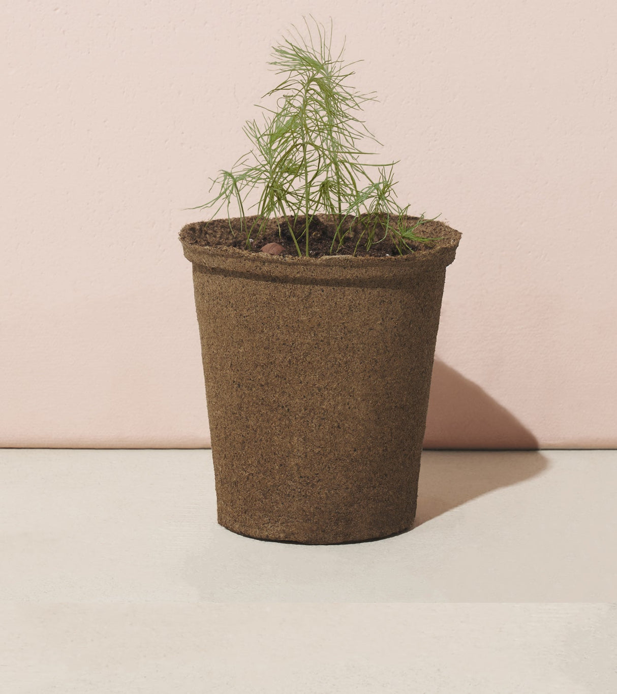 One-For-One Tree Kits from Modern Sprout