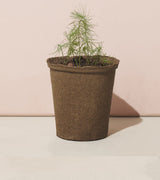 One-For-One Tree Kits from Modern Sprout