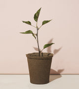One-For-One Tree Kits from Modern Sprout