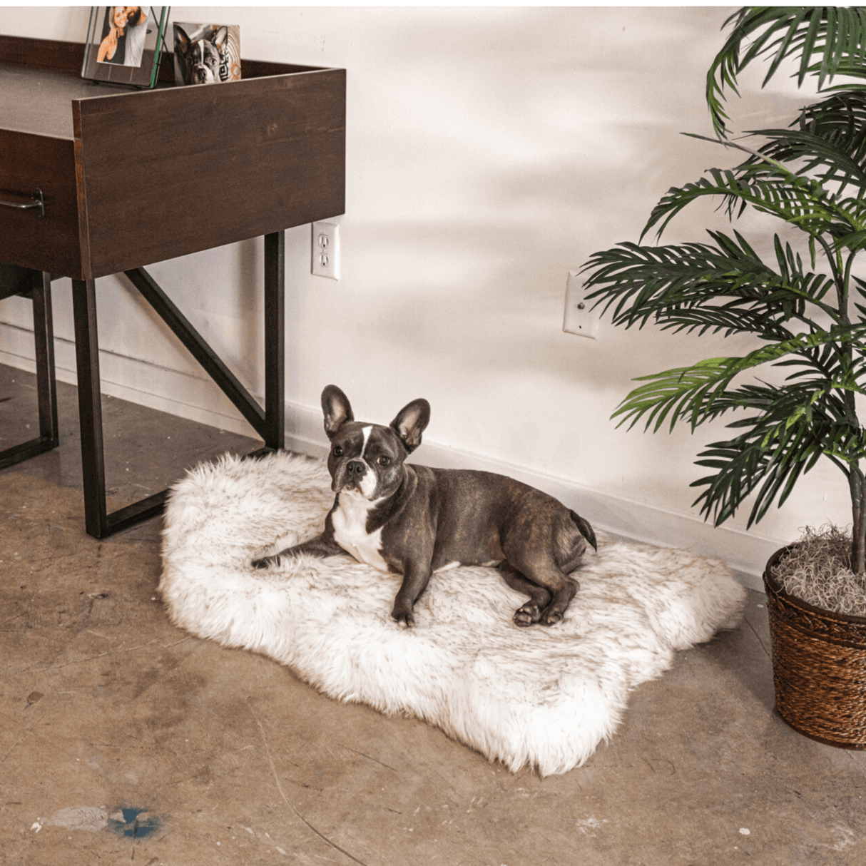 PupRug by Paw.com™ Faux Fur Orthopedic Dog Bed - Curve White with Brown Accents from Paw.com