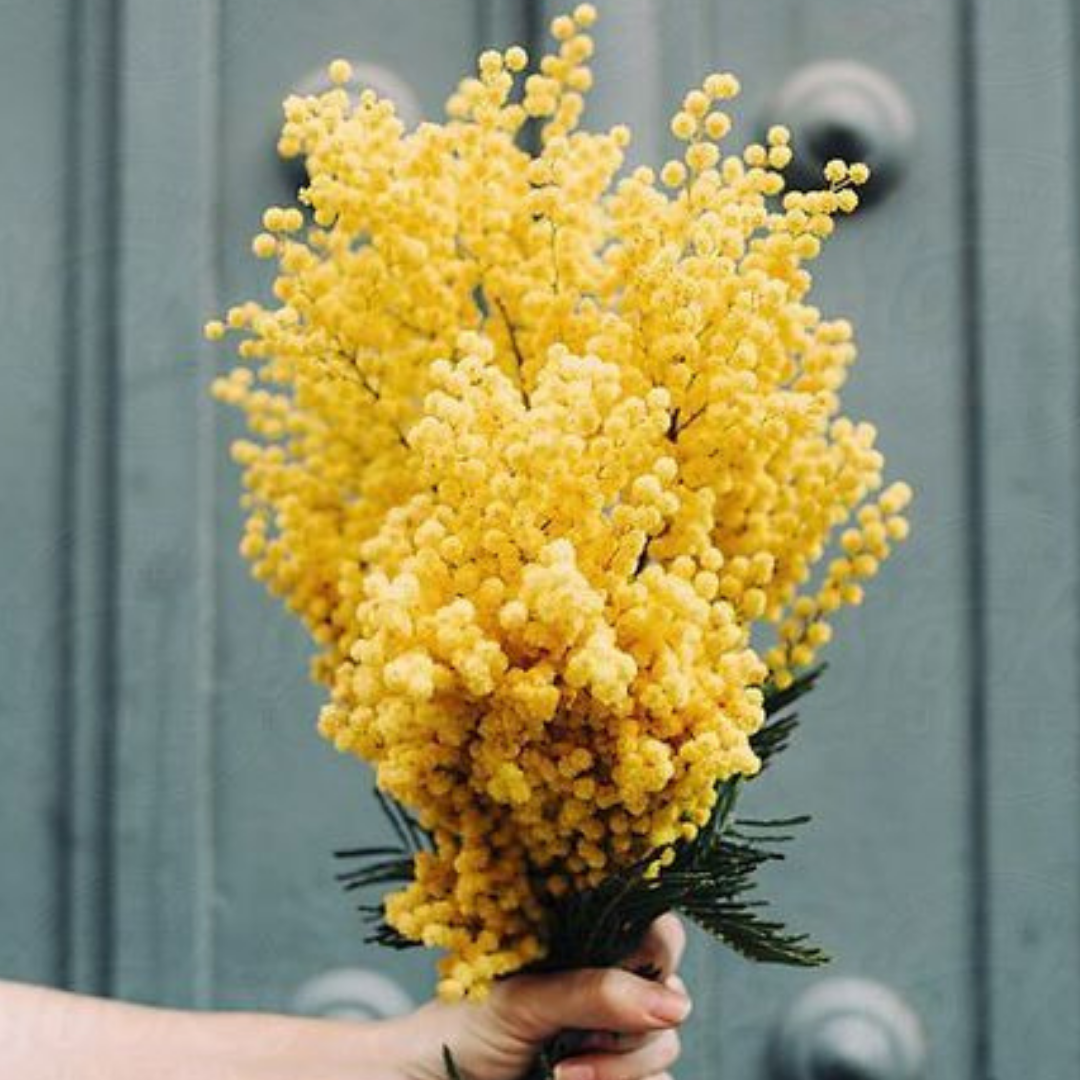 Mimosa + Cardamom from Wicked Good Perfume