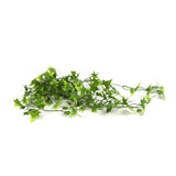 Artificial Two Tone (Bright Tipped) Ivy Hanging Bush 31" UV Resistant from Designer Plants USA