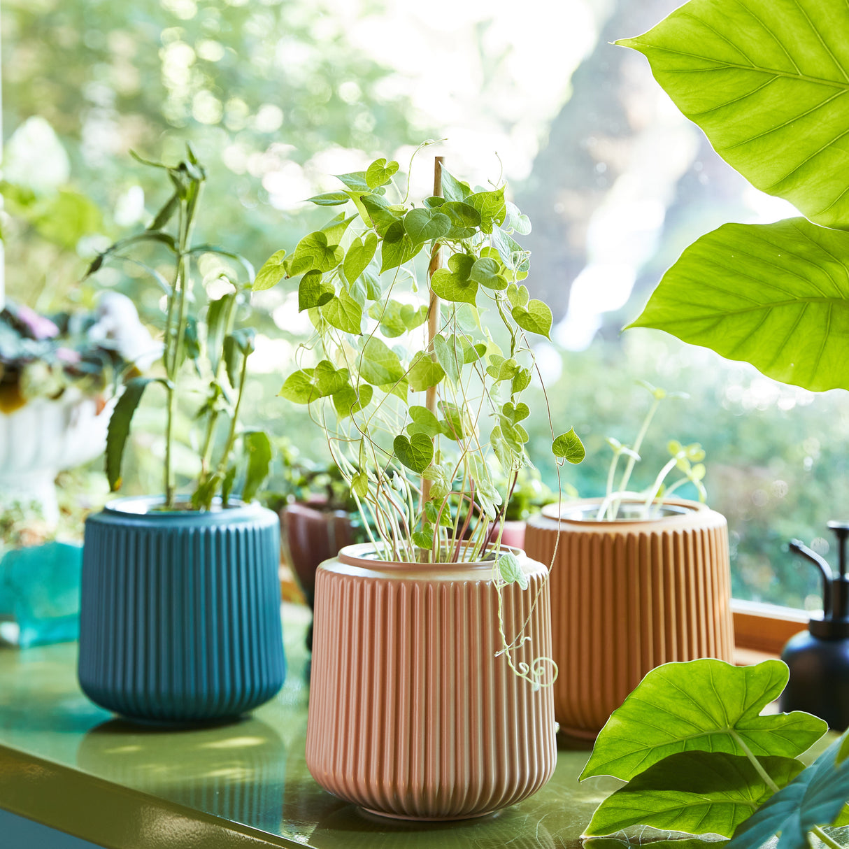 Flower Grow Kits from Modern Sprout