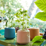 Flower Grow Kits from Modern Sprout